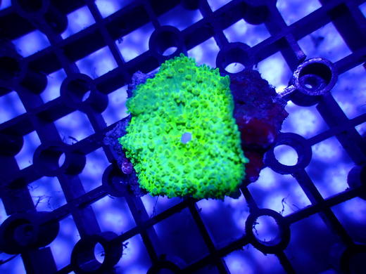 绿虎耳菇 商品图0