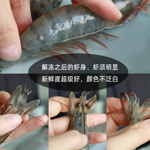 【厄瓜多尔白虾】 来自白虾王国厄瓜多尔 鲜活捕捞锁鲜 肉质鲜甜 原汁原味 商品图2