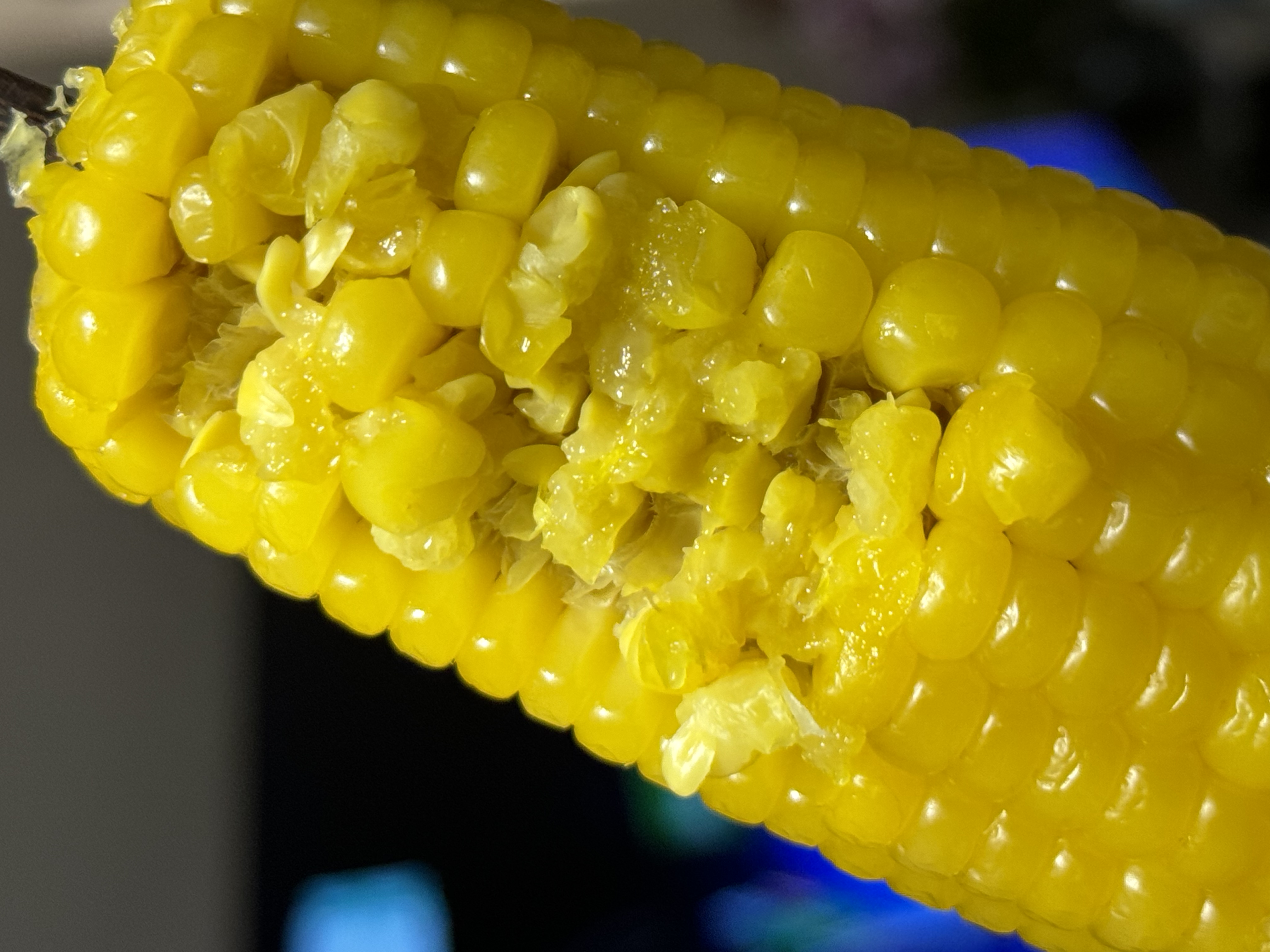 新玉米上市！内蒙有机黄糯玉米！粒粒饱满，甜糯软，老人孩子都喜欢！SGS601项农残检测✅3小时锁鲜 ，非转基因，可微波 ，可蒸煮 ，约180g/根 尽