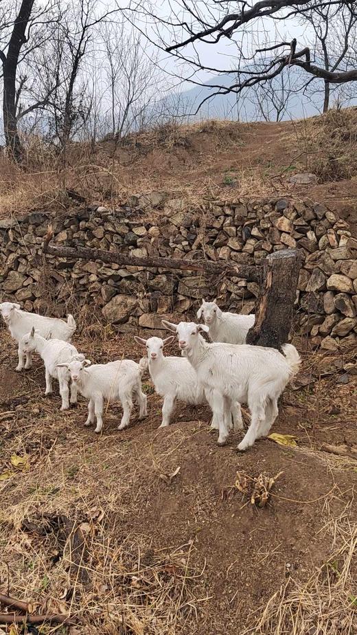 活动预约～木木家农场 商品图3