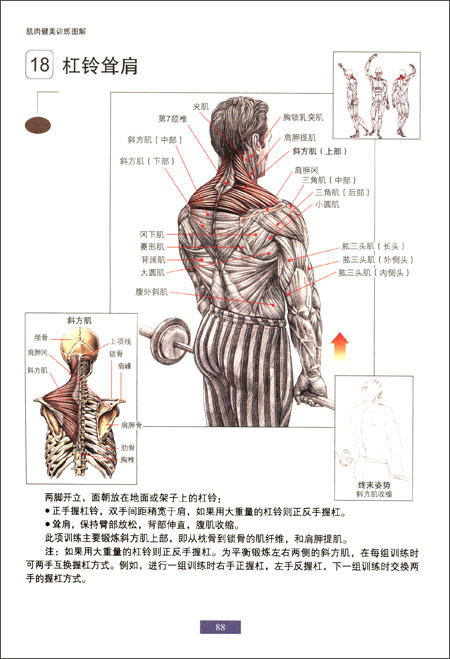 肌肉健美训练图解（最新版） 商品图1