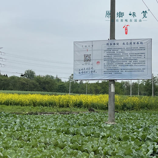 生态青皮莴笋（农场直发-顺丰包邮） | 4斤装，成都郫都区基地，【原乡农场，自产自销】 商品图7