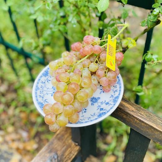 智利空运粉色荔枝香提子|智利空运荔枝香提子，果冻口感超甜嫩，无籽一口爆汁，难怪这么抢手~ 商品图0