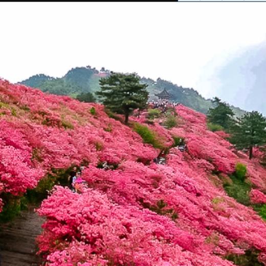 五一5天【大别山秘境 立减80元】鲜为人知大别山秘境の开封-武汉-麻城杜鹃-天堂寨-三河古镇 商品图0