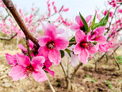 【平谷桃花A线-金海湖徒步1日】灼灼桃花 含笑迎春风 赏万亩桃花林平谷桃花A线人间最美四月天 商品图8