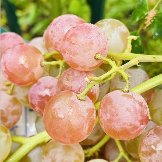 智利空运粉色荔枝香提子|智利空运荔枝香提子，果冻口感超甜嫩，无籽一口爆汁，难怪这么抢手~ 商品图3