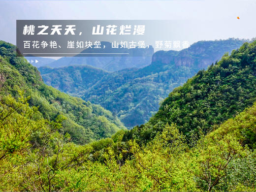 【平谷桃花A线-金海湖徒步1日】灼灼桃花 含笑迎春风 赏万亩桃花林平谷桃花A线人间最美四月天 商品图5