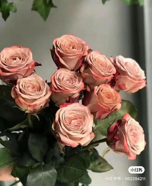 张良卡布其诺 商品图0