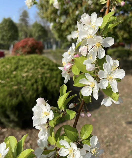 【淳朴/平安】小苹果花  约2枝/扎 商品图5