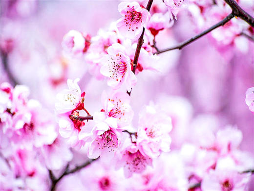 【平谷桃花A线-金海湖徒步1日】灼灼桃花 含笑迎春风 赏万亩桃花林平谷桃花A线人间最美四月天 商品图1