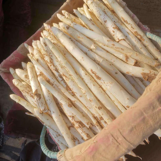 清甜脆嫩，鲜嫩浓香的山东曹县新鲜芦笋 /自然生长，鲜香滑嫩，肉质紧实 不泡药水的慢口蘑 商品图7