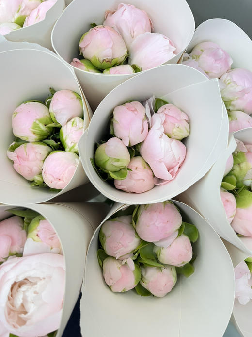 国产芍药-【美国小姐】 商品图1