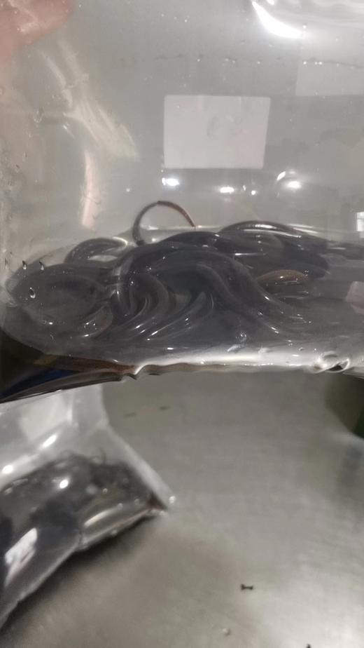 【预售】生态小黄鳝500g    预售产品需提前一天预订哦 商品图5