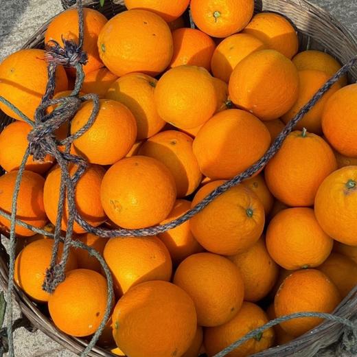 【稊归伦晚脐橙】 挂树时间最长的帝王橙 果香浓郁、汁多肉嫩、香甜可口 商品图8