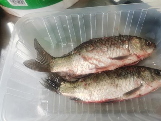 【预售】生态小鲫鱼（500g）活鱼仅限浙江上海客户，袋子氧气少，签收成功请立即打开袋子放盆里滴水哦、建议当天食用 商品图6