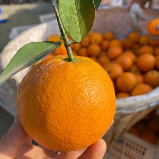 【稊归伦晚脐橙】 挂树时间最长的帝王橙 果香浓郁、汁多肉嫩、香甜可口 商品图7