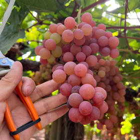 🔥爆品特好吃😋～荔枝香葡萄！[色]自带浓郁的玫瑰花瓣、水蜜桃和荔枝等香味，很香的葡萄🍇特别甜，汁多。最新到货