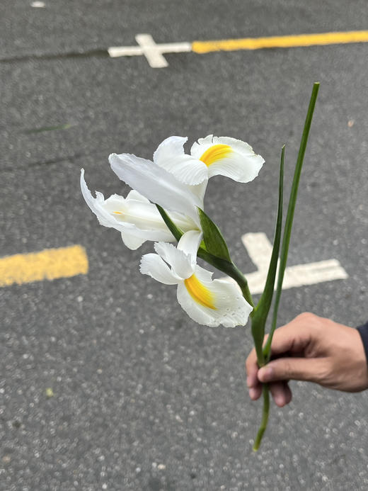 国产花材-【鸢尾】诺法白 商品图4