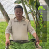 有机北京韭菜 | 合作生产* Organic Leek | Coproduction 商品缩略图1