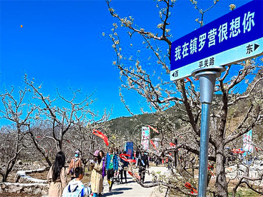 【梨花大道1日】｜镇罗营万亩梨花-迎来最佳赏花期-7公里休闲徒步摄影 商品图7