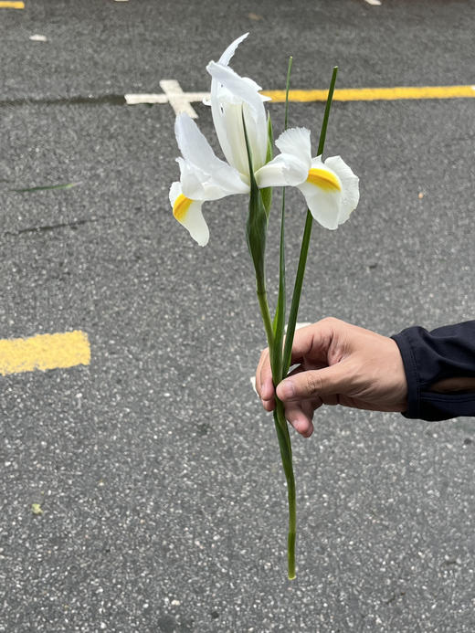 国产花材-【鸢尾】诺法白 商品图3