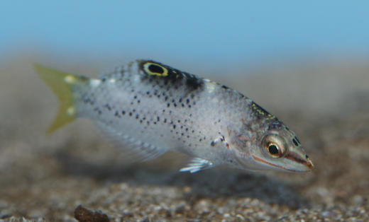 黄花龙 商品图4