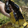【糖膏精选】云南黑蜂蜜 含有紫色花青素的蜂蜜 海拔1800米野生米团花粉 一年只有一月酿造 活性远高于普通蜂蜜 商品缩略图0