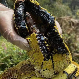 【糖膏精选】云南黑蜂蜜 含有紫色花青素的蜂蜜 海拔1800米野生米团花粉 一年只有一月酿造 活性远高于普通蜂蜜