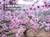 【平谷桃花A线-金海湖徒步1日】灼灼桃花 含笑迎春风 赏万亩桃花林平谷桃花A线人间最美四月天 商品缩略图6