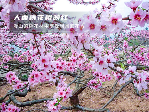 【平谷桃花A线-金海湖徒步1日】灼灼桃花 含笑迎春风 赏万亩桃花林平谷桃花A线人间最美四月天 商品图6
