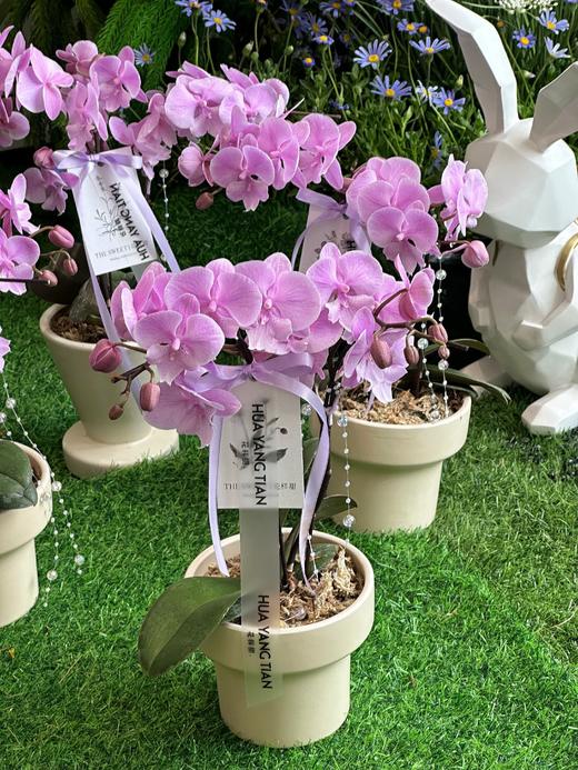 春风苏醒 蝴蝶兰盆栽（每盆形态不同，介意慎拍） 商品图0