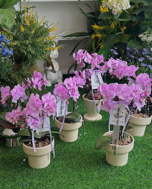 春风苏醒 蝴蝶兰盆栽（每盆形态不同，介意慎拍） 商品图1