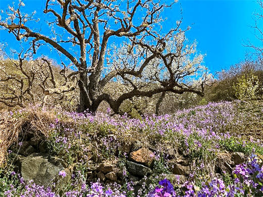 【梨花大道1日】｜镇罗营万亩梨花-迎来最佳赏花期-7公里休闲徒步摄影 商品图3