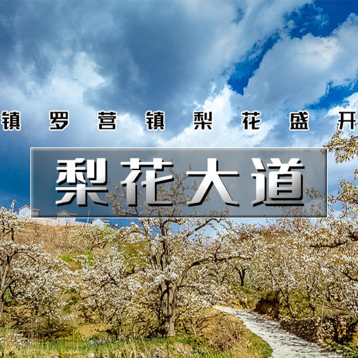 周末1天【梨花大道78元】镇罗营万亩梨花-迎来最佳赏花期-7公里休闲徒步 商品图2