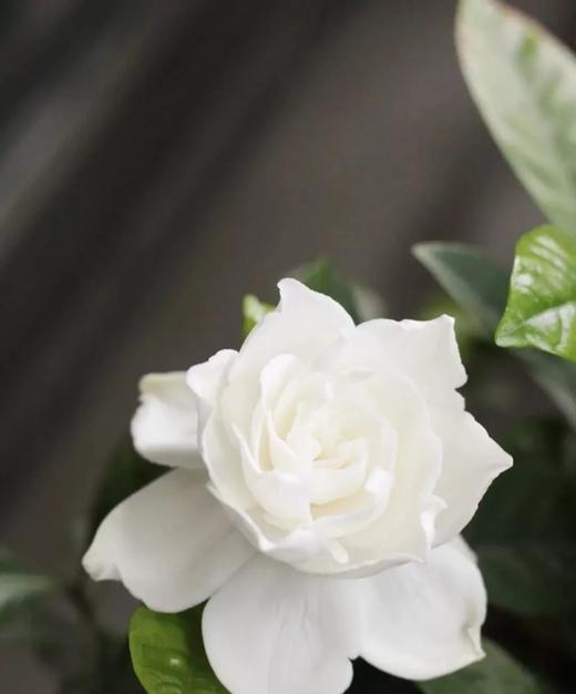 买1送1！到手2盆！【栀子花盆栽】 带花苞，带吸水花盆！超级好养的， 一周只浇1-2次水就够了 客厅、卧室、公司都百搭～ 商品图1