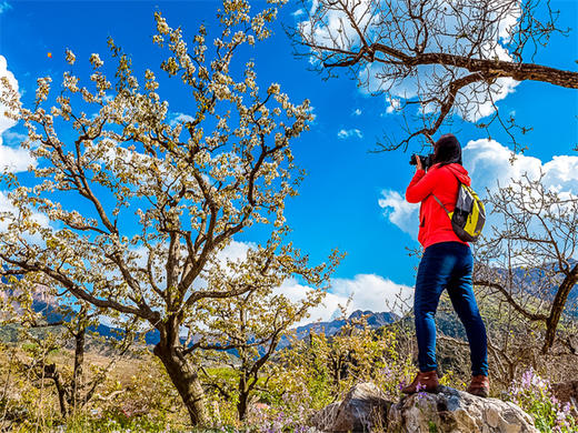 【梨花大道1日】｜镇罗营万亩梨花-迎来最佳赏花期-7公里休闲徒步摄影 商品图8