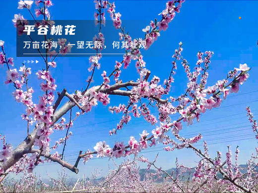 【平谷桃花A线-金海湖徒步1日】灼灼桃花 含笑迎春风 赏万亩桃花林平谷桃花A线人间最美四月天 商品图2