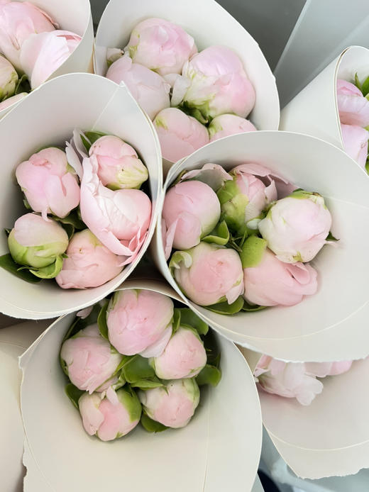 国产芍药-【美国小姐】 商品图2