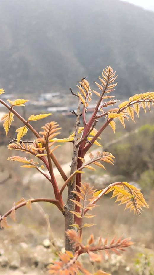 预售京西鲜野菜 商品图2