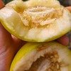 【小蜜蜂蜜罐甜瓜】山东小蜜蜂蜜罐甜瓜 脆甜爽口 3斤/4.5斤 商品缩略图3