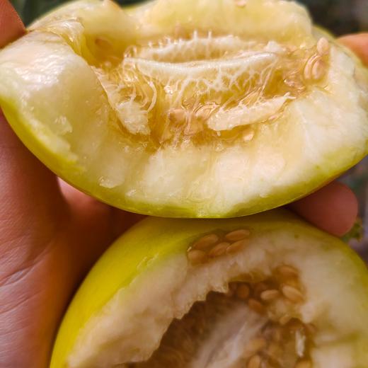 【小蜜蜂蜜罐甜瓜】山东小蜜蜂蜜罐甜瓜 脆甜爽口 3斤/4.5斤 商品图3