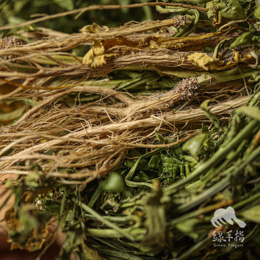 生态荠菜干（有根有叶有花） | 绿家自产 * Eco-dried shepherd's purse | Self-production 商品图2