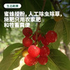 【预售5-7天发货】四川冕宁 云端小樱桃酸甜脆爽鲜嫩多汁 顺丰空运包邮 商品缩略图4