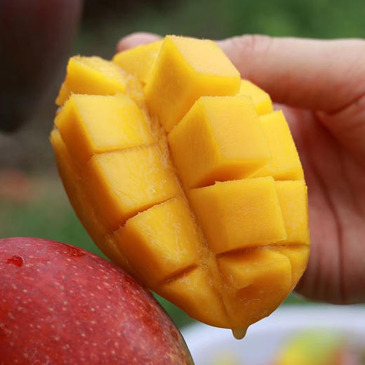 树熟海南贵妃芒精品果 顺丰发货 商品图2