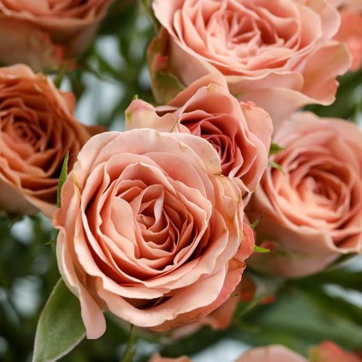 【优质品种】卡布奇诺玫瑰 10枝 | 公众号专属 商品图1