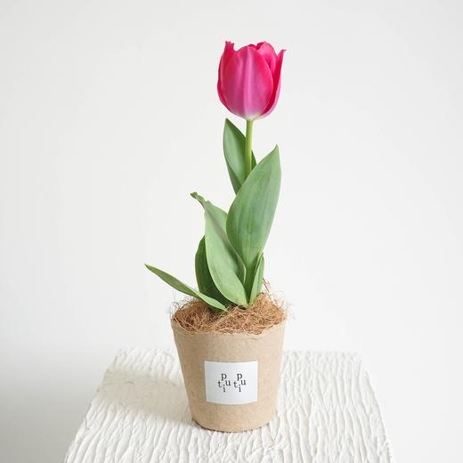 【植物游乐园 Plant Park】郁金香 Tulip 商品图0