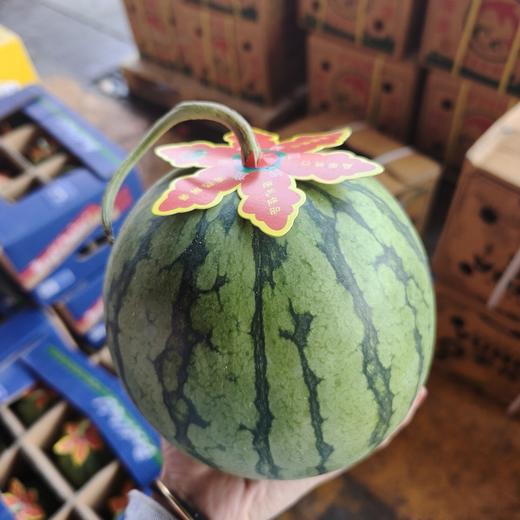 2026小糖丸 1枚 商品图3