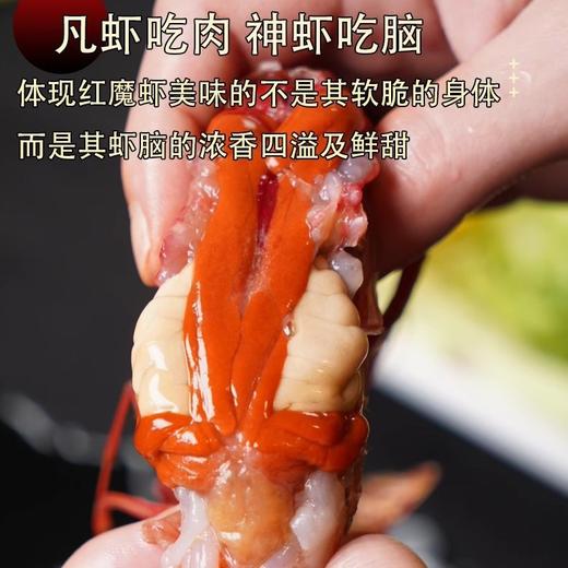 【刺身级！鲜活深海红魔虾】新鲜海捕，虾脑鲜香，肉质鲜嫩，口感鲜甜！特大刺身甜虾生腌生吃海鲜水产非西班牙进口鳌虾 商品图2