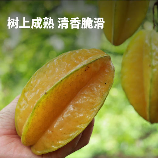 【3-5天发】福建 软枝杨桃福建特产新鲜美味可口果汁丰富  顺丰/京东随机 商品图4