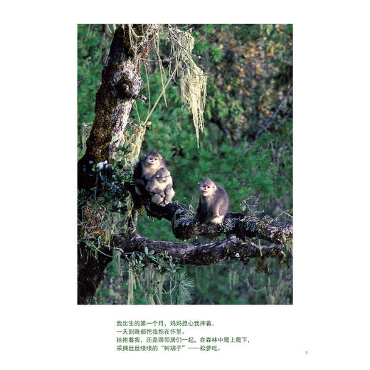 “金山银山系列绘本”（全6册） 商品图8